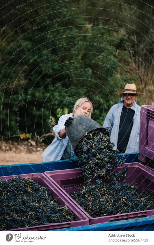 Man looking at woman loading truck with grapes farmer coworker bucket fresh vineyard rural natural food ripe many teamwork job industry plant organic transport