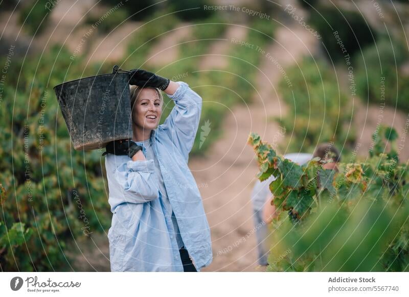 Woman carrying bucket while harvesting organic grapes farmer glove black vineyard fruit plantation woman casual attire work stand agriculture vinery wine nature