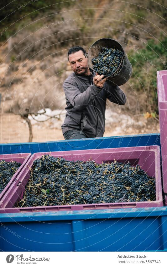 Mature man loading truck with grapes farmer bucket fresh vineyard rural natural food ripe many job industry plant organic transport vehicle harvest agriculture