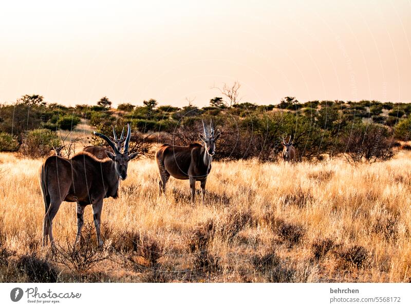 animal stories Kalahari desert Antelope Commen eland Wild animal Fantastic Exceptional Free Animal portrait Wilderness Namibia Safari Africa wide Wanderlust