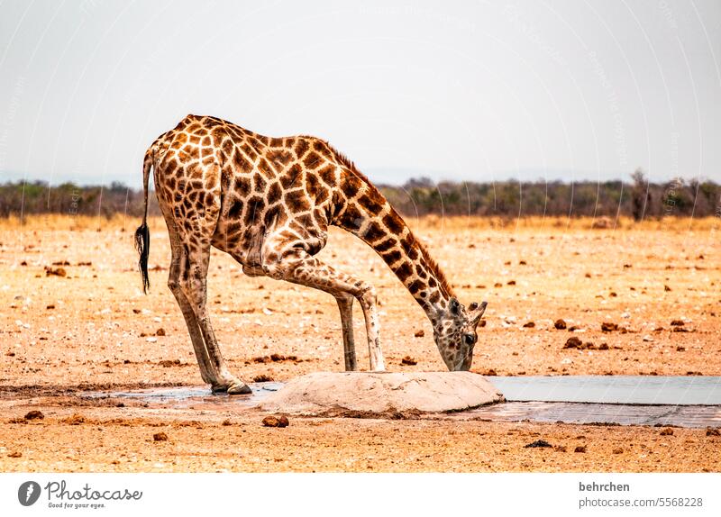 helpful | thirst quencher Thirsty Drinking Deserted Trip Animal portrait Wilderness Wild animal Fantastic Love of animals Animal protection Giraffe Exceptional