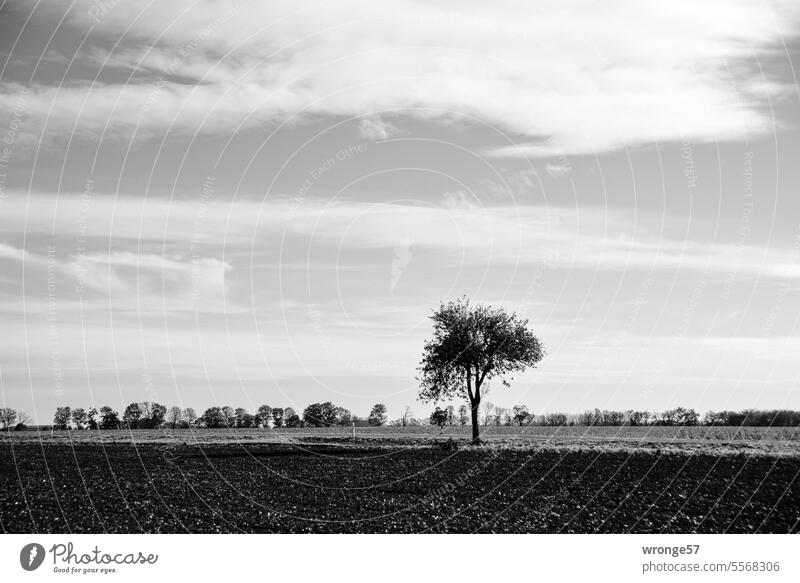 Tree on the L50 Country road Street Landscape Traffic infrastructure Roadside Exterior shot fields Horizon light cloudiness Day In transit Road traffic