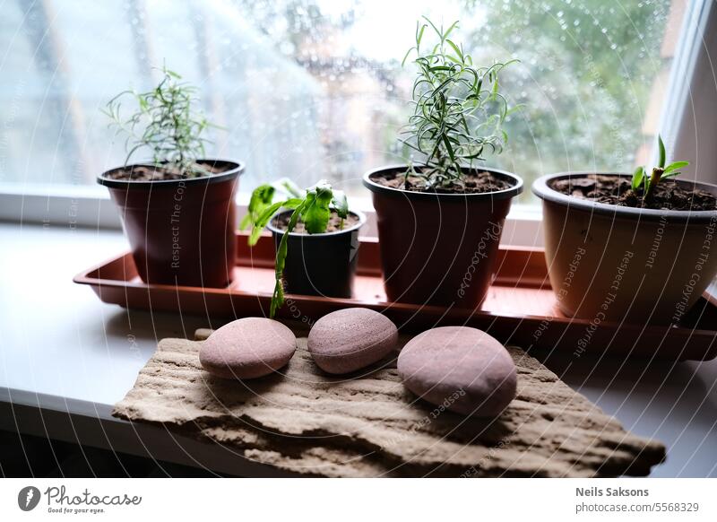 room plants and decorative rocks on windowsill apartment background blossom contemporary creative decoration design fashion flora floral flower fresh functional