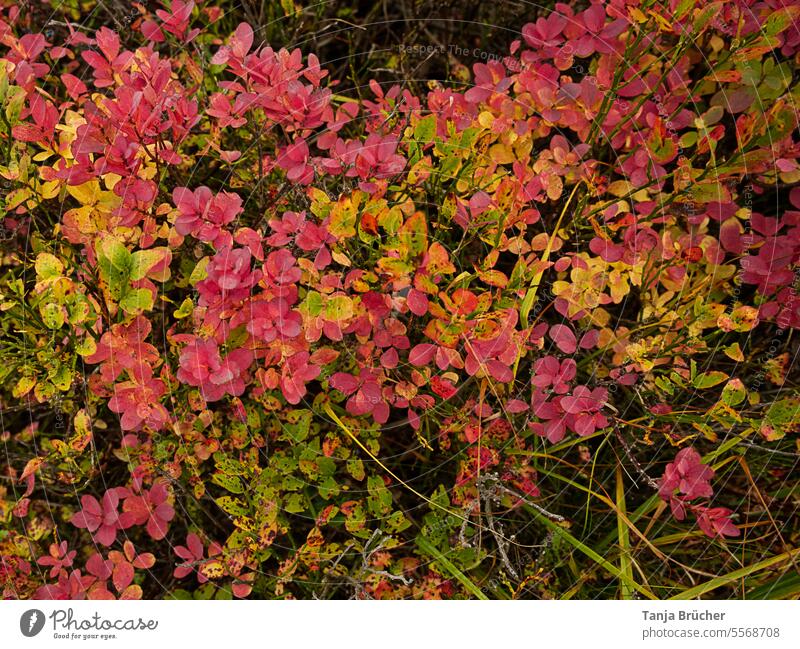 Currant (Ericaceae) in its autumnal blaze of color bog bilberry shrub Heather family Heathland Plant Autumn Autumnal Autumnal colours autumn colours