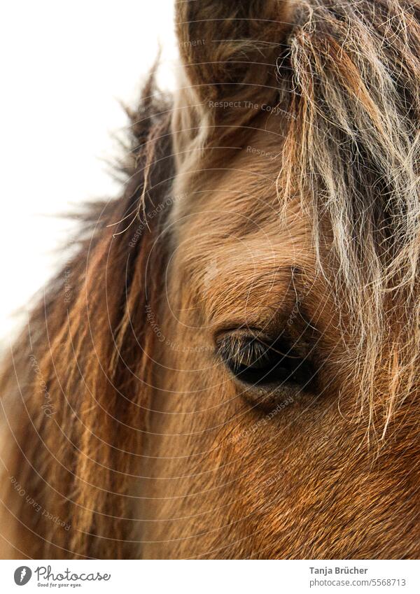 Moment - Horse eye - Konik horse Horse's eyes Looking Eyes moment Mane Horse's head Animal face Looking into the camera Pony wild horse Konik Horse half wild