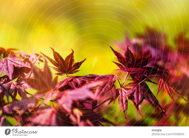 Red leaves Autumn Autumnal Autumnal colours Leaf autumn mood Ornamental plant Seasons autumn colours Transience foliage Nature Environment Exterior shot