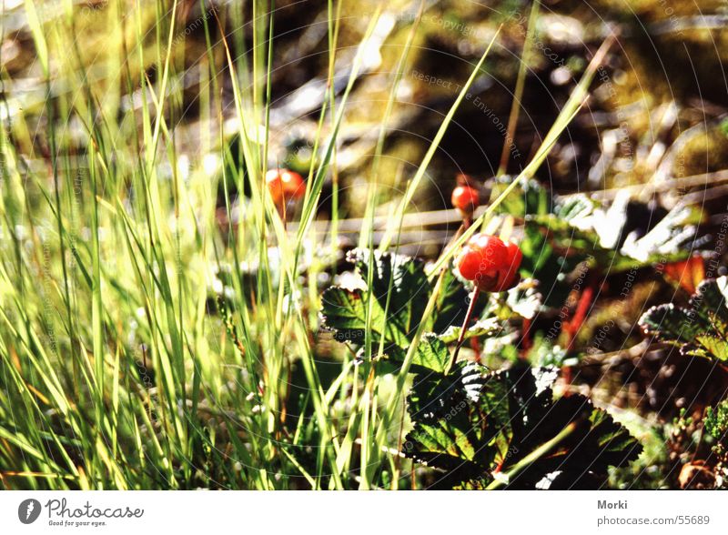 cloudberries Norway Scandinavia Red Grass Fruit