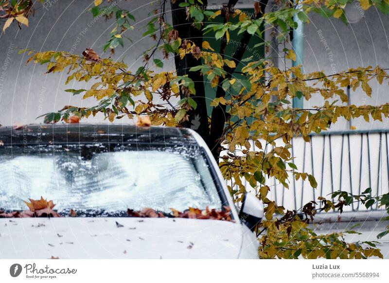 Autumn in front of the balcony Old fashioned Mysterious Loneliness autumn mood Autumnal Decline Living or residing Gloomy Window Tree allure Facade Day Building