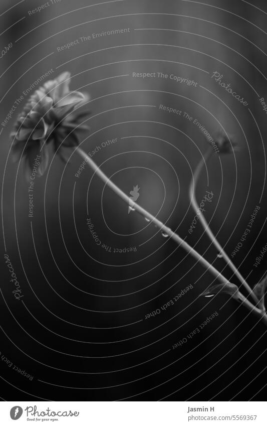 Flower with water droplets in black and white Black & white photo Drops of water Nature Plant Close-up Wet Shallow depth of field Detail mourning card Dew