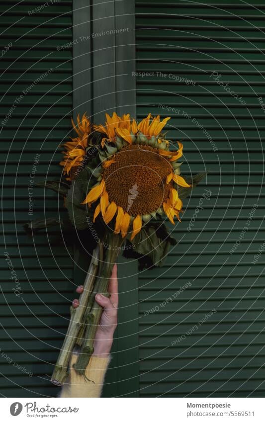 sunflowers Sunflowers Yellow Green Nature naturally pretty Bouquet Gift Mother's Day Autumn autumn mood Flower Blossom Plant Summer Floral Agriculture