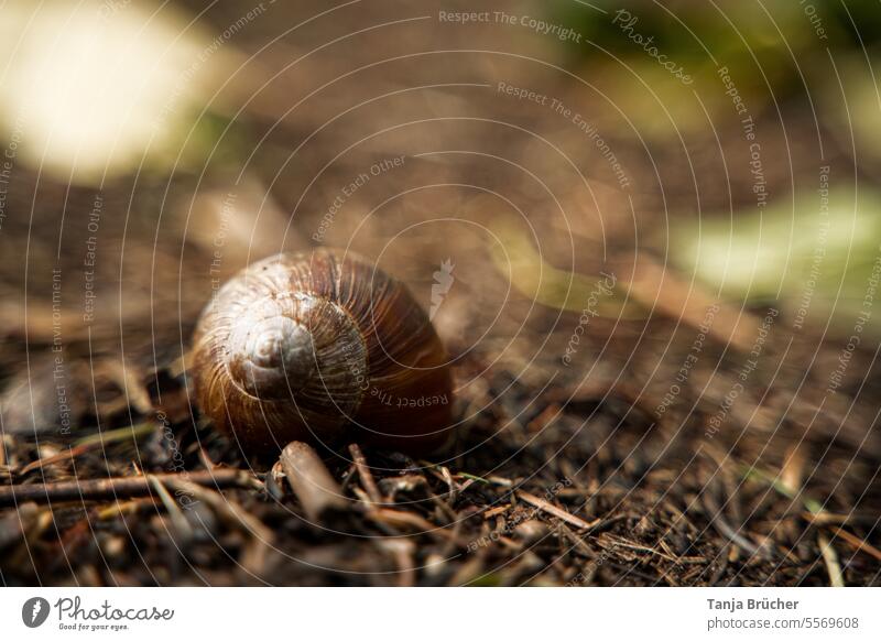 Brown snail shell on an autumnal forest path Snail shell snail shelter Crumpet snail's pace escargot Hide Hiding place covert Slowly sluggishness Autumn