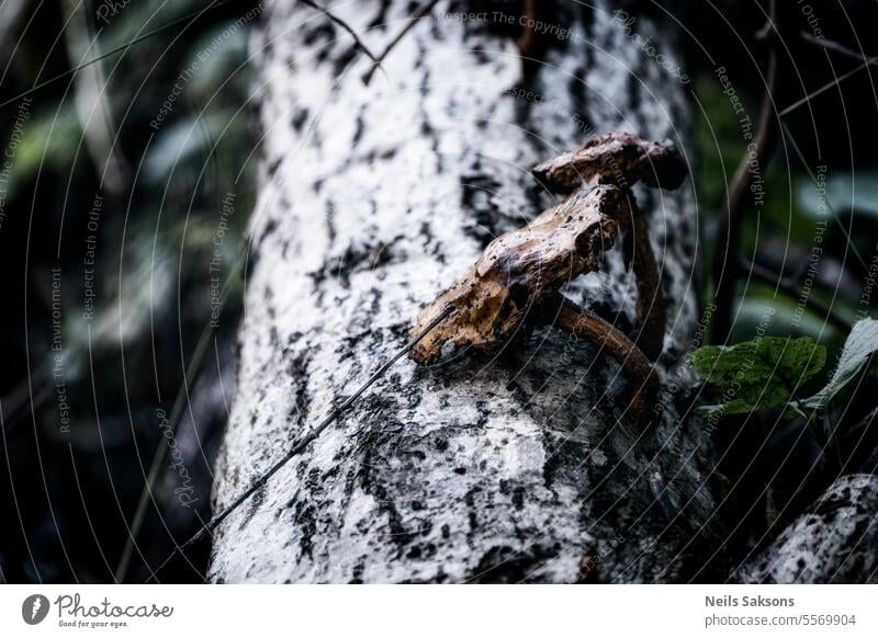 old rotting Pholiota cerifera mushroom on dead gray alder tree trunk agaric agaricus autumn background bark brown closeup ecology environment fall food forest