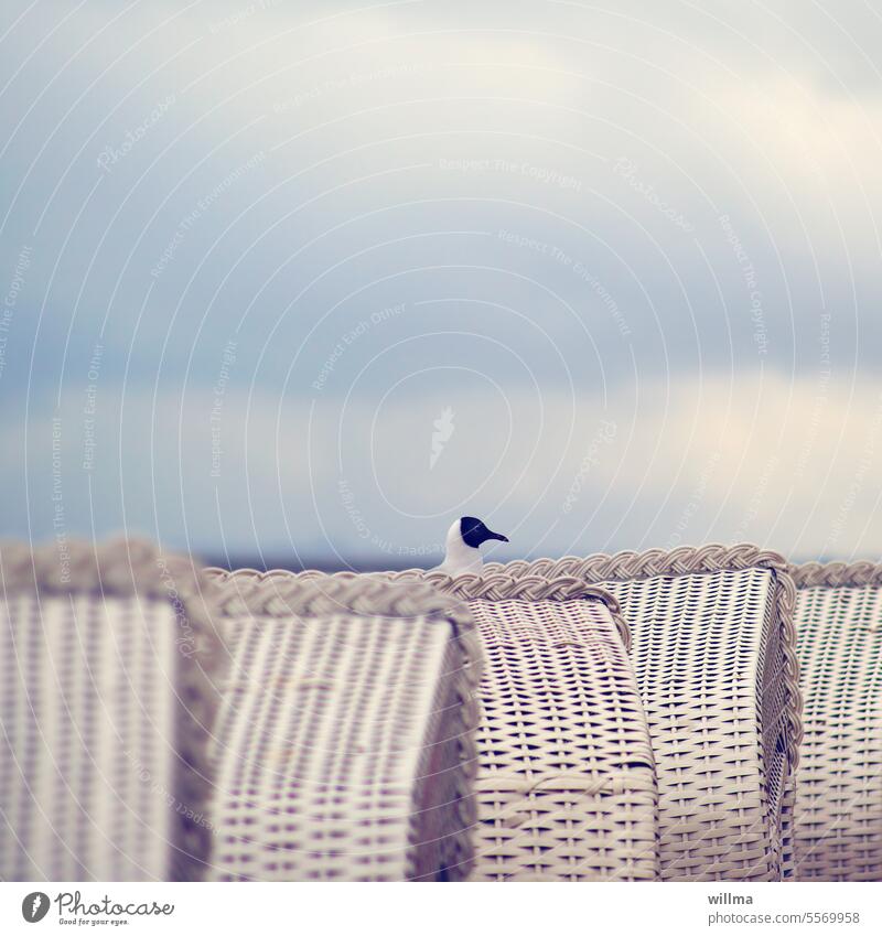 Maf, the beach chair guardian Beach chair Seagull vacation Summer Summer vacation Baltic Sea North Sea beach chairs Black-headed gull