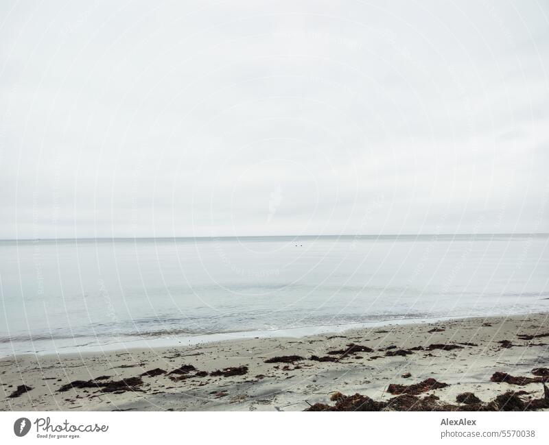 Baltic Sea beach with calm sea after a storm in fall Ocean Beach Autumn Calm Landscape coast Weather Dreary Algae Seaweed Waves Sand cloudy Clouds Deserted