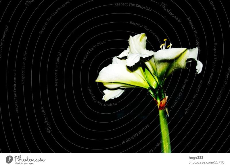 Amaryllis 3 Flower Stalk Blossom White Green Black Sky Leaf Dark Eerie Loneliness Africa Botany Decoration Exotic Fine Plant Horizontal Nature Noble South