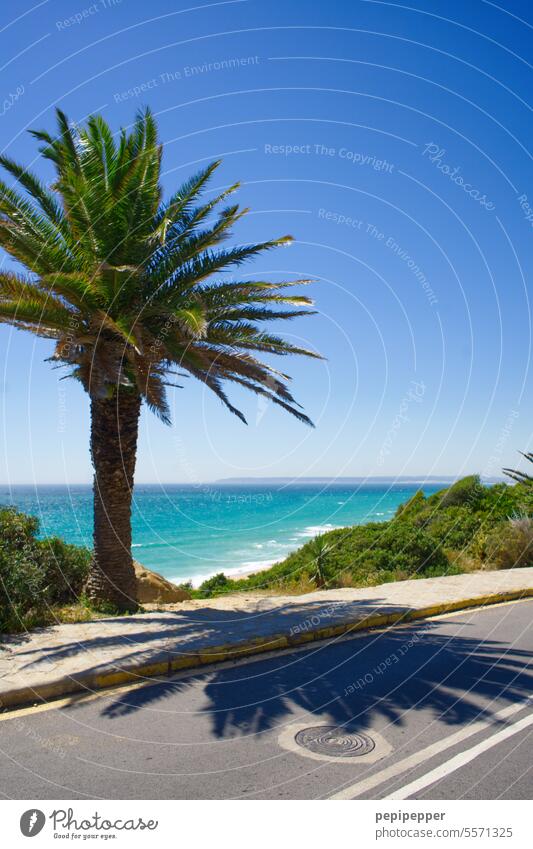 Street and palm tree overlooking the beach of Zahara de los Atunes, Andalusia Zahrara de los Atunes Andalucia Spain Colour photo Beach palms Exterior shot