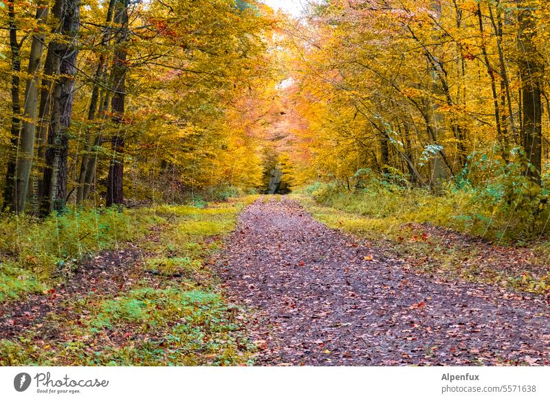 Autumn in the Rhön VI Landscape Colour photo Nature Autumnal landscape Autumnal colours Autumn leaves autumn mood Exterior shot Autumnal weather Seasons