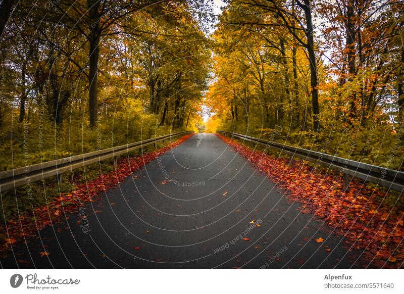 Autumn in the Rhön V Landscape Colour photo Nature Autumnal landscape Autumnal colours Autumn leaves autumn mood Exterior shot Autumnal weather Seasons