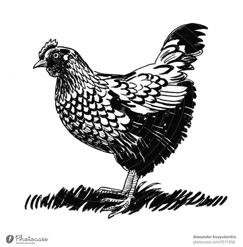 Hen bird. Ink black and white drawing animal art beak chick chicken clip art cock domestic farm farm animal feathers hand drawn hen illustration ink line