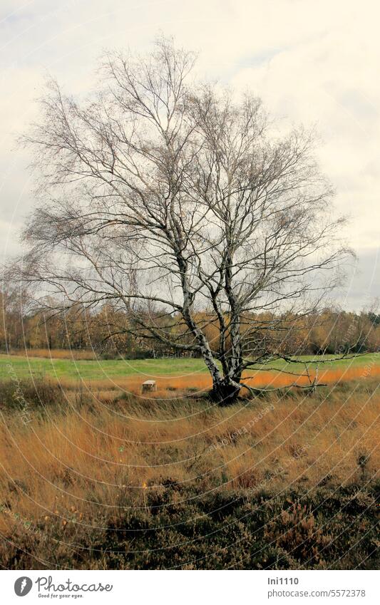 Autumn time |Bog birch tree of the year 2023 Nature Landscape Tree Birch tree Betula pubescens Tree of the year 2023 multi-stemmed Broom birch Glass birch