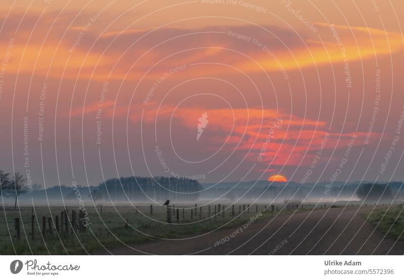 Idyllic Devil's Moor Moody Harmonious Calm Clouds Copy Space top Relaxation Copy Space bottom Orange Vacation & Travel Autumn Winter Germany blurriness