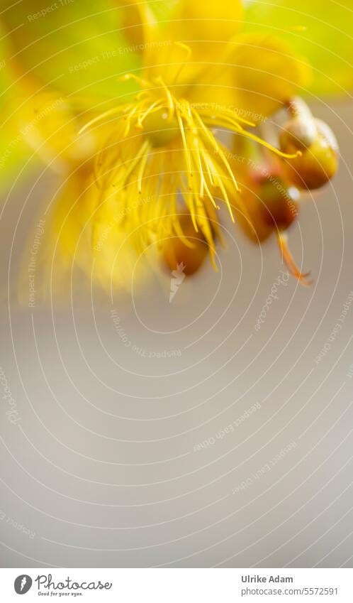 Flowering of the St. John's wort perennial Neutral Background Isolated Image Copy Space bottom Macro (Extreme close-up) Detail Close-up Exterior shot