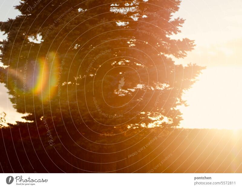 evening sun. tree in backlight with light spot in rainbow colors Back-light Halo Evening sun Sun Phenomenon Garden Tree Nature Sunlight Bright variegated