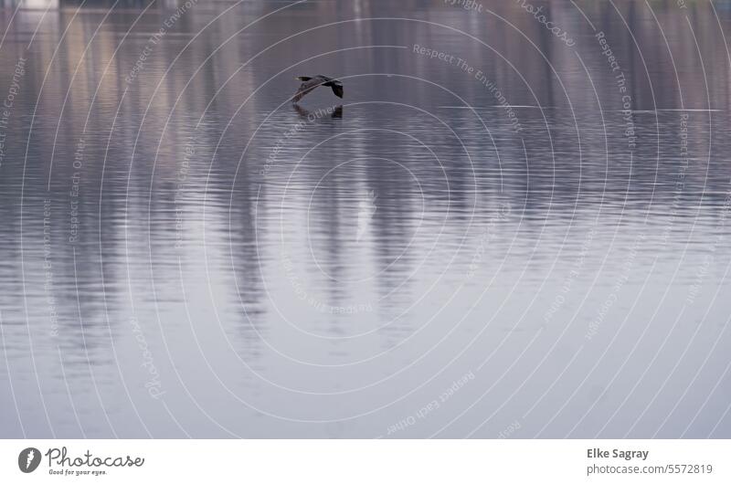 Cormorant flight biid -departure Exterior shot Deserted Day Nature Environment Water Grand piano Black Wild animal Colour photo Full-length Copy Space top