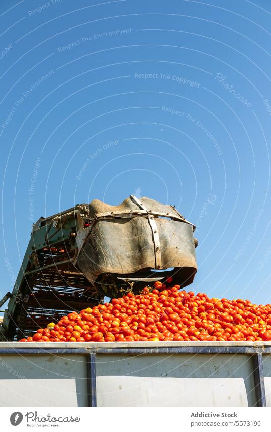 Tomato offloading in Toledo annual harvest tomato mechanical shovel truck Castilla-La Mancha Spain produce agriculture equipment machine bulk outdoor crop