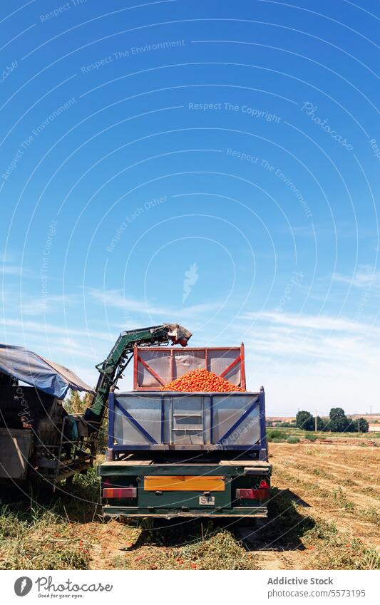 Tomato harvesting in Toledo truck Castilla-La Mancha Spain machinery field village farm agriculture rural crop produce landscape cultivation traditional annual