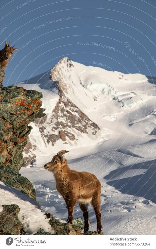 Brown goat standing on a rocky cliff brown grazing mountain animal sunlight wildlife mammal nature natural fauna horn detail cold wild animal herbivorous