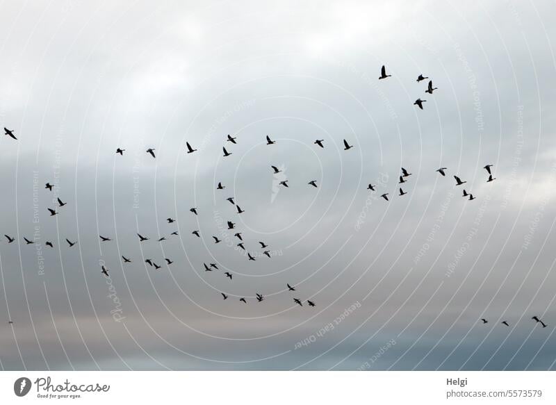 Autumn time | flying wild geese in front of gray clouds birds Sky Clouds Morning in the morning bird migration Flying Freedom Flight of the birds Nature Flock