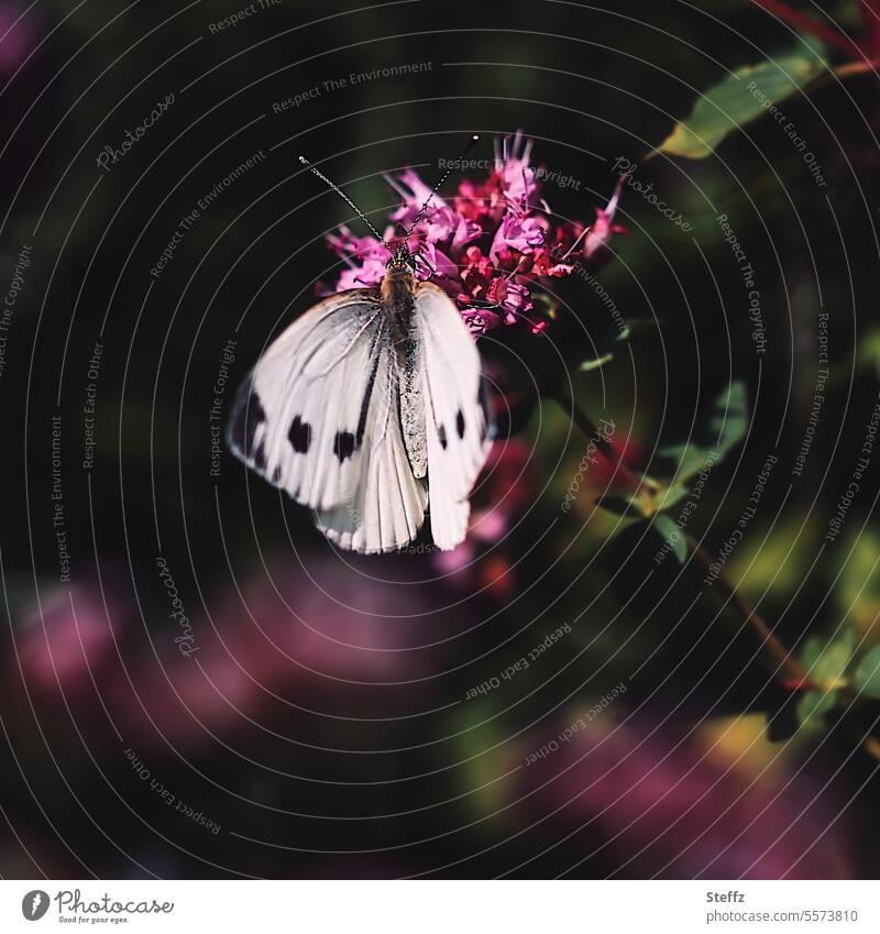 Large cabbage white butterfly on a nectar plant Butterfly Nectar plant Cabbage white butterfly Summer idyll Summer nature butterflies Blossom Grand piano