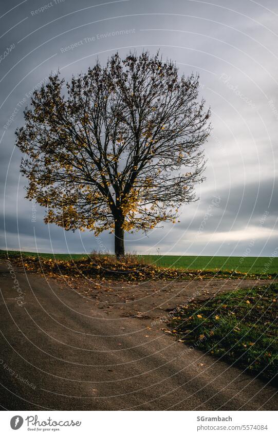 Tree in a clearing with falling fall leaves Autumn Autumnal Autumnal colours Nature autumn mood Autumn leaves Exterior shot Colour photo Day Autumnal weather