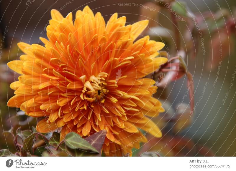 orange beauty Flower blossoms Edible flower edible Garden Nature Orange Leaf leaves flower petals Joy Moody Good mood Warmth Energy Color psychology Emotions