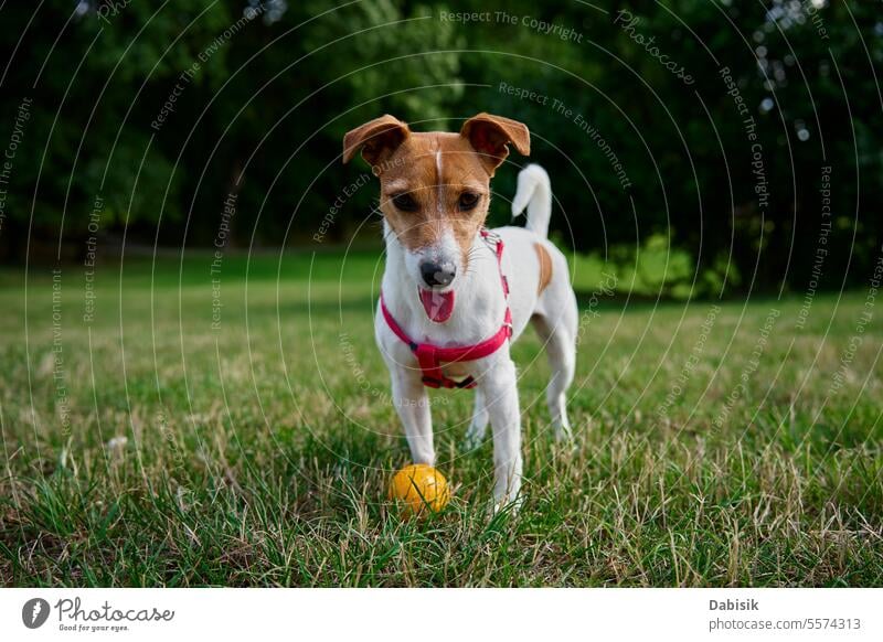 Active dog playing with toy ball at summer day animal green active portrait walk funny outdoors field walking jack russell nature grass happy face cute