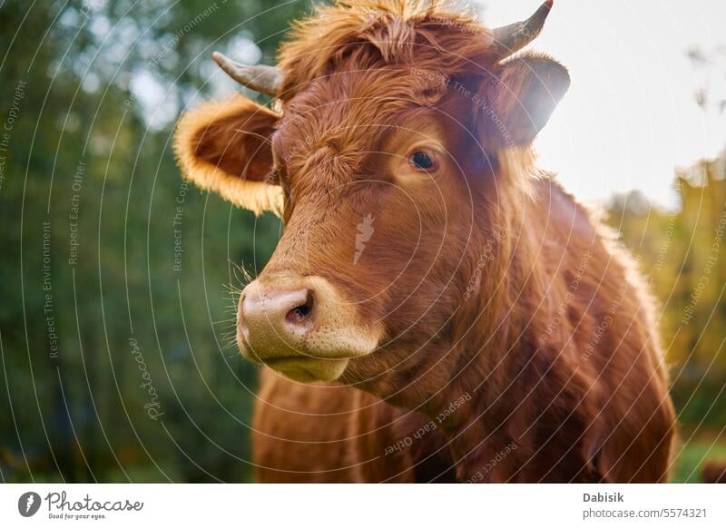 Brown cow grazing on field with green grass nature jersey brown milk animal herd breeding landscape farm environment mammal meadow pasture grassland cattle