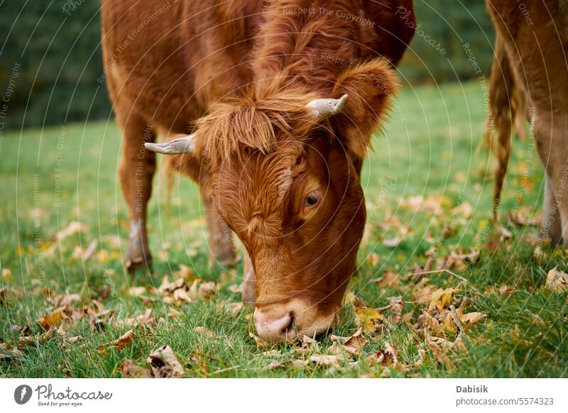 Brown cow grazing on field with green grass nature jersey brown milk animal herd breeding landscape farm environment mammal meadow pasture grassland cattle