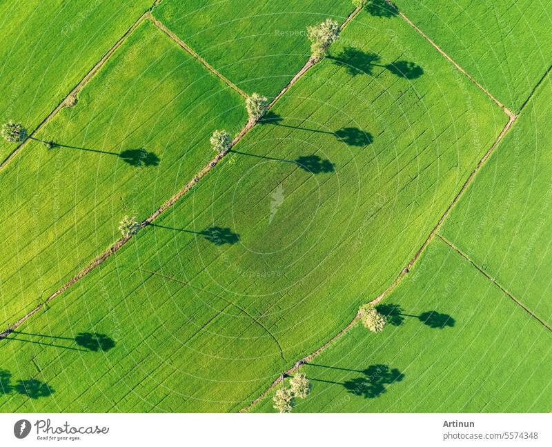 Aerial view of green rice field with trees in Thailand. Above view of agricultural field. Rice plants. Natural pattern of green rice farm. Beauty in nature. Sustainable agriculture. Carbon neutrality.