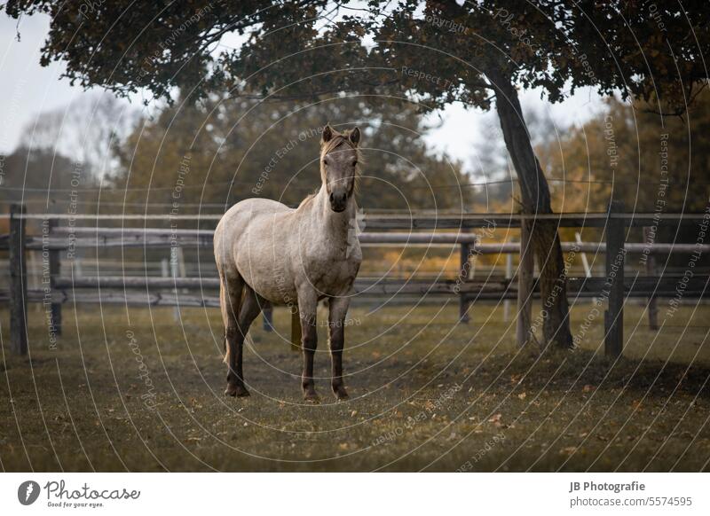 small horse in fall Horse Horse's head horses Autumn Autumn leaves Autumnal colours Animal Nature Animal portrait Mane Sky Willow tree Animal face Wild