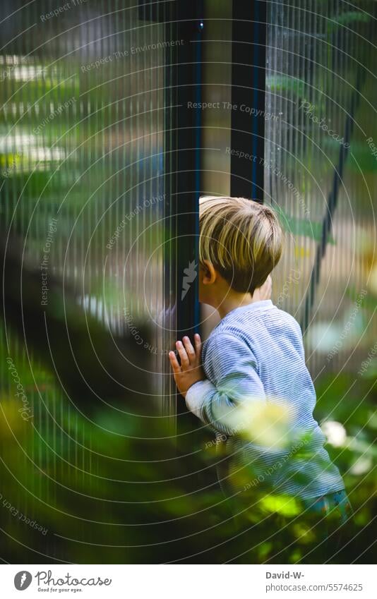 Curious boy looks through a slit in the greenhouse Curiosity inquisitorial Discover Boy (child) Child Observe Cute monitoring explore Garden Slit Looking