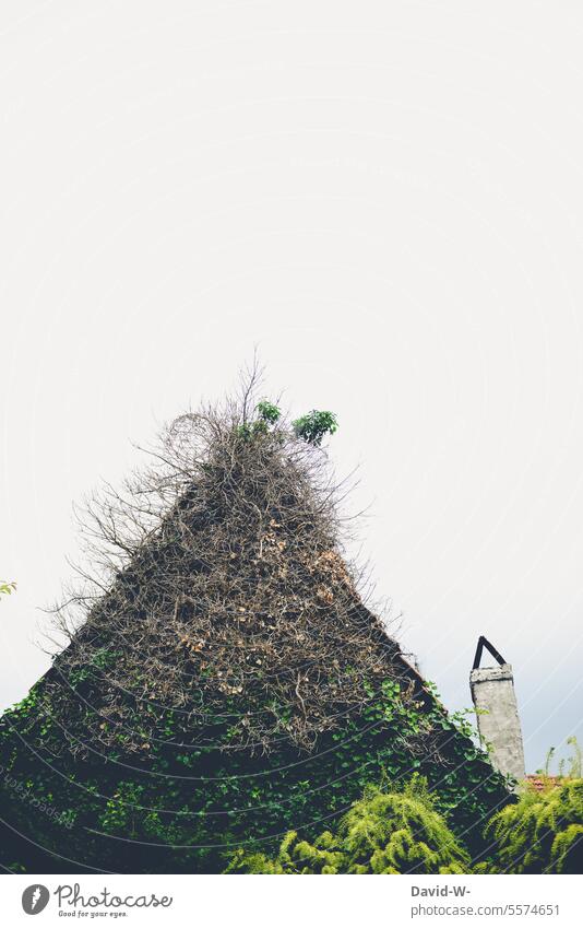 House overgrown / overgrown with plants Overgrown House (Residential Structure) Roof Ivy Facade Creeper Green Wall (barrier) Nature Growth Deserted