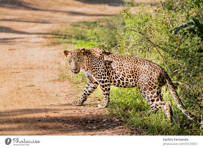 A close look of a Leopard at Yala National Park, Sri Lanka leopard Animal wildlife Wild Big cat Cat Wild animal Colour photo Animal portrait Close-up Nature