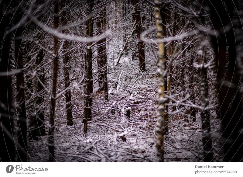 Winter forest - pines and forest floor with snow Snow Sunshine in the forest Winter's day Winter mood trees Nature Cold chill Seasons Frost Tree Snowscape