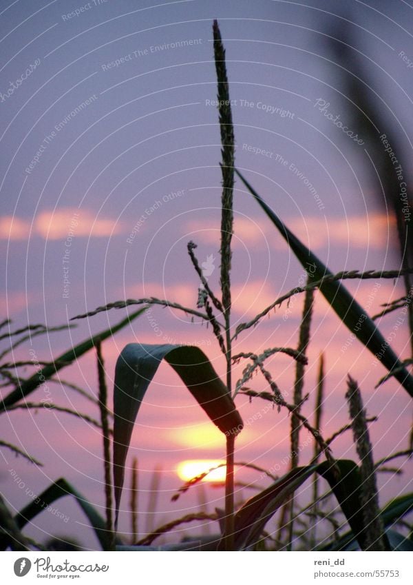 a bed in a cornfield Field Grass Sunset Pink Romance Summer Tepid Light Maize Sky Blue Nature Bright spot