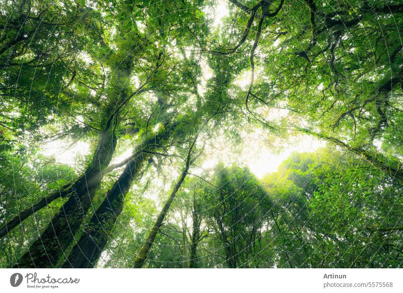 Looking up view of tree trunk to green leaves of tree in forest with sun light. Fresh environment in green woods. Forest tree on sunny day. Natural carbon capture. Sustainable conservation and ecology