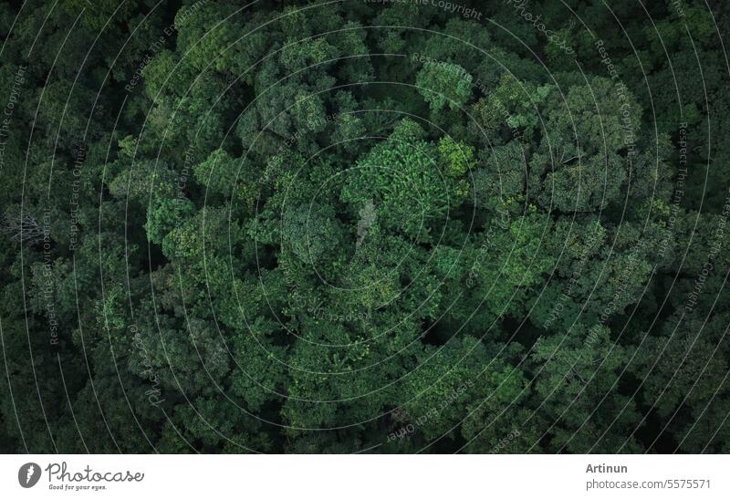 Aerial top view of green trees in forest. Drone view of dense green tree captures CO2. Green tree nature background for carbon neutrality and net zero emissions concept. Sustainable green environment.