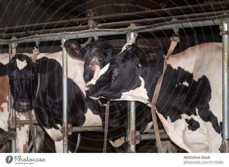 Expressive dairy cows in stall cattle close-up marking mouth farm livestock play muzzle animal agriculture barn flock tongue pattern black stable leather fence