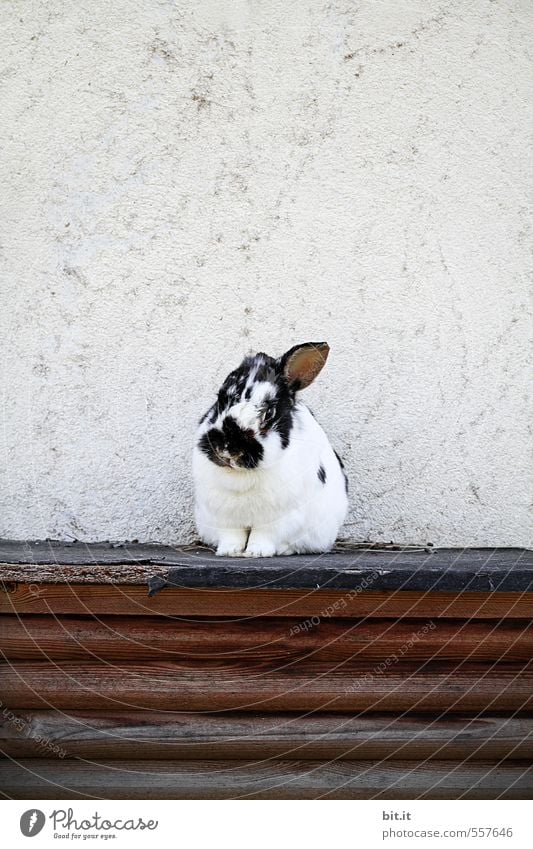 flip ear bunny Garden Easter Animal Pet Petting zoo 1 Cuddly Small Illness Soft Black White Love of animals Loneliness Hare & Rabbit & Bunny Pygmy rabbit Cage