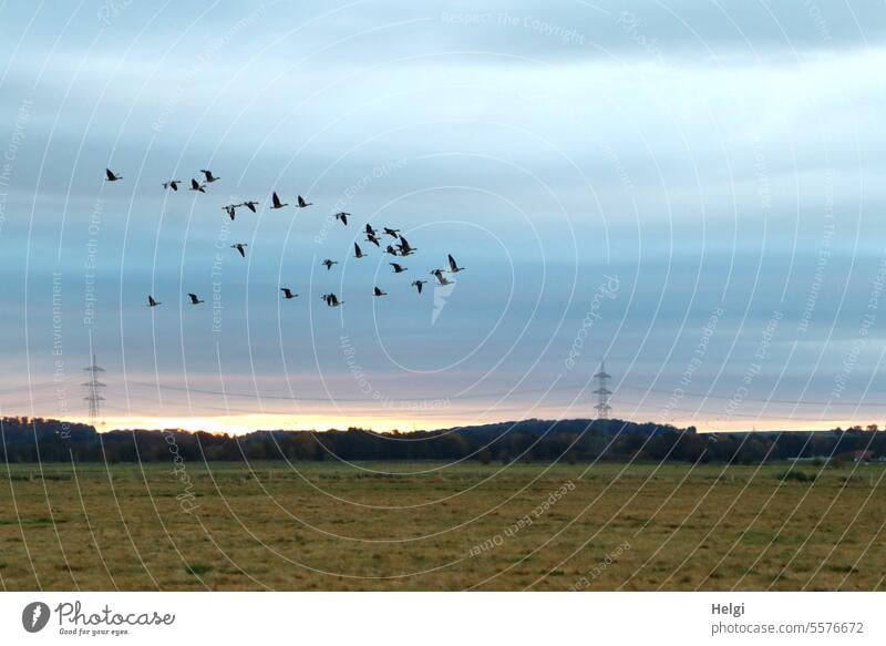 Autumn time | flying wild geese in the early morning Flock Flock of birds Meadow Bog Ochsenmoor Morning in the morning Sunrise Sky Light Shadow Flying